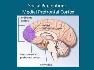 Social Perception: Medial Prefrontal Cortex  