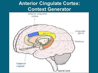 Anterior Cingulate Cortex: Context Generator 
Subgenual cingulate  