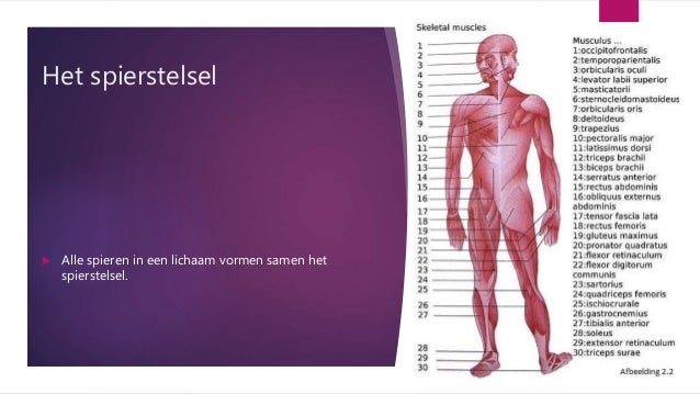 Menselijk Lichaam Spieren En Pezen