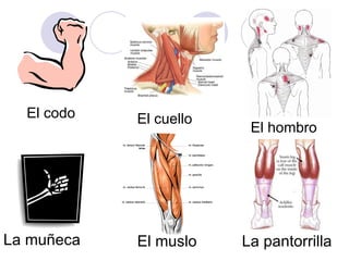 La muñeca El codo El cuello El hombro El muslo La pantorrilla 