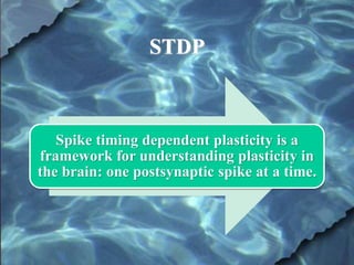 Spike timing dependent plasticity | PPSX