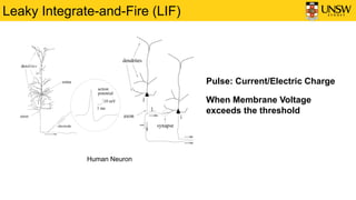 Leaky Integrate-and-Fire (LIF)
Pulse: Current/Electric Charge
When Membrane Voltage
exceeds the threshold
Human Neuron
 