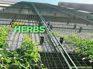 grow
HERBS



        greenscreen.com
 