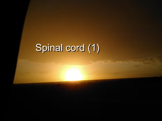 Spinal cord (1)Spinal cord (1)
 