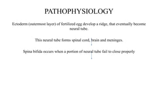 PATHOPHYSIOLOGY
Ectoderm (outermost layer) of fertilized egg develop a ridge, that eventually become
neural tube.
This neural tube forms spinal cord, brain and meninges.
Spina bifida occurs when a portion of neural tube fail to close properly
 