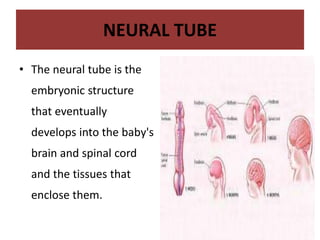 NEURAL TUBE
• The neural tube is the
embryonic structure
that eventually
develops into the baby's
brain and spinal cord
and the tissues that
enclose them.
 