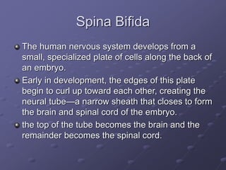 Spina Bifida
The human nervous system develops from a
small, specialized plate of cells along the back of
an embryo.
Early in development, the edges of this plate
begin to curl up toward each other, creating the
neural tube—a narrow sheath that closes to form
the brain and spinal cord of the embryo.
the top of the tube becomes the brain and the
remainder becomes the spinal cord.
 