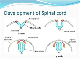 Development of Spinal cord
2 weeks
5 weeks
 