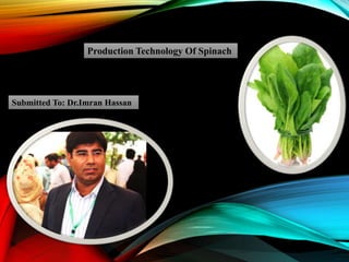 Production Technology Of Spinach
Submitted To: Dr.Imran Hassan
 