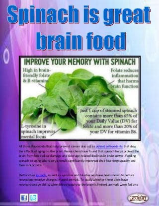 All those flavonoids that help prevent cancer also act as potent antioxidants that slow
the effects of aging on the brain. Researchers have found that spinach helps protect the
brain from free radical damage and slow age-related declines in brain power. Feeding
spinach to aging laboratory animals significantly improved their learning capacity and
their motor skills.
Diets rich in spinach, as well as spirulina and blueberries have been shown to reduce
neurodegenerative changes in aged animals. To study whether these diets have
neuroprotective ability when blood supply to the brain is limited, animals were fed one
 