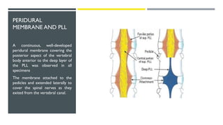 spinal-canal_anatomy_alessandro-marzagalli (1).pdf