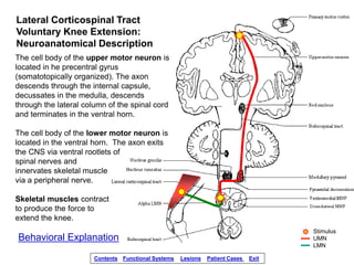 Lateral Corticospinal Tract
Voluntary Knee Extension:
Neuroanatomical Description
The cell body of the upper motor neuron ...