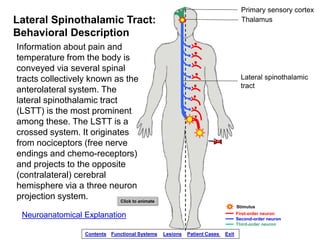 Thalamus
Primary sensory cortex
Lateral spinothalamic
tract
Lateral Spinothalamic Tract:
Behavioral Description
Informatio...
