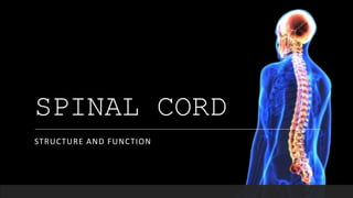 SPINAL CORD
STRUCTURE AND FUNCTION
 