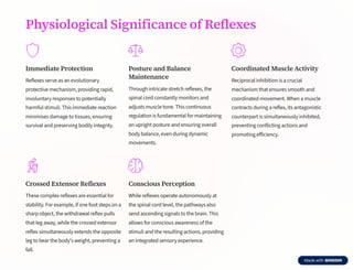 Spinal-Cord-Structure-and-Reflexes-An-In-Depth-Overview.pdf