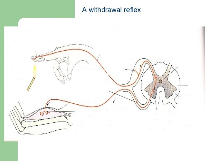 Spinal Reflexes