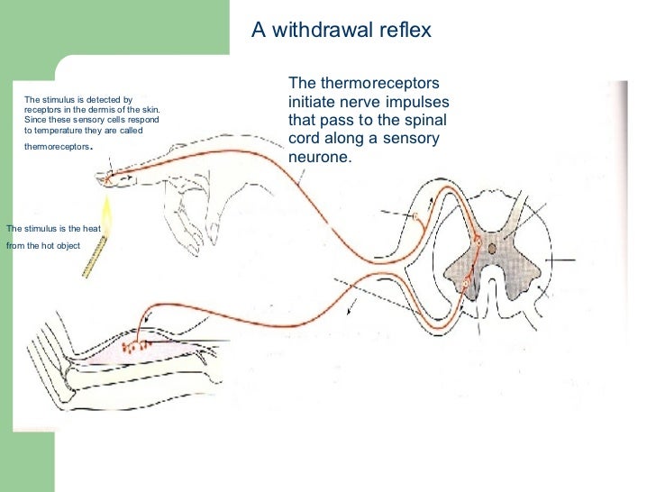 spinal reflexes spinal cord reflexes
