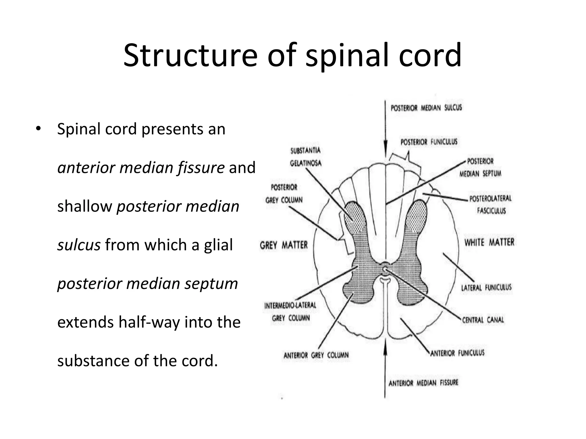 Spinal Anaesthesia - Anatomy & Physiology | PPTX