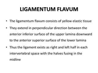LIGAMENTUM FLAVUM
• The ligamentum flavum consists of yellow elastic tissue
• They extend in perpendicular direction between the
anterior inferior surface of the upper lamina downward
to the anterior superior surface of the lower lamina
• Thus the ligament exists as right and left half in each
intervertebral space with the halves fusing in the
midline
 