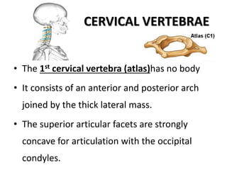 CERVICAL VERTEBRAE
• The 1st cervical vertebra (atlas)has no body
• It consists of an anterior and posterior arch
joined by the thick lateral mass.
• The superior articular facets are strongly
concave for articulation with the occipital
condyles.
 