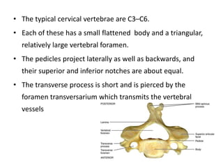 • The typical cervical vertebrae are C3–C6.
• Each of these has a small flattened body and a triangular,
relatively large vertebral foramen.
• The pedicles project laterally as well as backwards, and
their superior and inferior notches are about equal.
• The transverse process is short and is pierced by the
foramen transversarium which transmits the vertebral
vessels
 