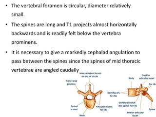 • The vertebral foramen is circular, diameter relatively
small.
• The spines are long and T1 projects almost horizontally
backwards and is readily felt below the vertebra
prominens.
• It is necessary to give a markedly cephalad angulation to
pass between the spines since the spines of mid thoracic
vertebrae are angled caudally
 