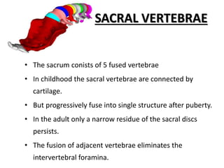 SACRAL VERTEBRAE
• The sacrum conists of 5 fused vertebrae
• In childhood the sacral vertebrae are connected by
cartilage.
• But progressively fuse into single structure after puberty.
• In the adult only a narrow residue of the sacral discs
persists.
• The fusion of adjacent vertebrae eliminates the
intervertebral foramina.
 