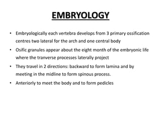 EMBRYOLOGY
• Embryologically each vertebra develops from 3 primary ossification
centres two lateral for the arch and one central body
• Osific granules appear about the eight month of the embryonic life
where the tranverse processes laterally project
• They travel in 2 directions: backward to form lamina and by
meeting in the midline to form spinous process.
• Anteriorly to meet the body and to form pedicles
 