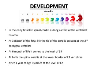 • In the early fetal life spinal cord is as long as that of the vertebral
column
• At 3 month of the fetal life the tip of the cord is present at the 2nd
coccygeal vertebra
• At 6 month of life it comes to the level of S5
• At birth the spinal cord is at the lower border of L3 vertebrae
• After 1 year of age it comes at the level of L2
DEVELOPMENT
 