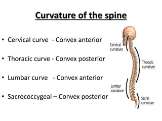 Curvature of the spine
• Cervical curve - Convex anterior
• Thoracic curve - Convex posterior
• Lumbar curve - Convex anterior
• Sacrococcygeal – Convex posterior
 