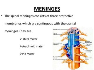 MENINGES
• The spinal meninges consists of three protective
membranes which are continuous with the cranial
meninges.They are
 Dura mater
Arachnoid mater
Pia mater
 