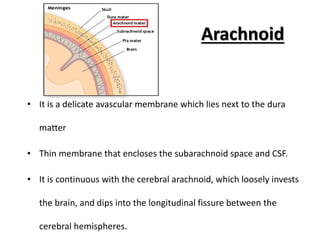 Arachnoid
• It is a delicate avascular membrane which lies next to the dura
matter
• Thin membrane that encloses the subarachnoid space and CSF.
• It is continuous with the cerebral arachnoid, which loosely invests
the brain, and dips into the longitudinal fissure between the
cerebral hemispheres.
 