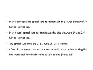 • In the newborn the spinal cord terminates in the lower border of 3rd
lumber vertebrae.
• In the adult spinal cord terminates at the disc between 1st and 2nd
lumber vertebrae.
• The spinal cord consists of 31 pairs of spinal nerves
• After L1 the nerve roots course for some distance before exiting the
intervertebral formina forming cauda equina (horse tail)
 