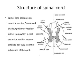 Structure of spinal cord
• Spinal cord presents an
anterior median fissure and a
shallow posterior median
sulcus from which a glial
posterior median septum
extends half-way into the
substance of the cord.
 