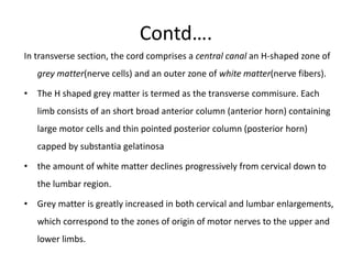 Contd….
In transverse section, the cord comprises a central canal an H-shaped zone of
grey matter(nerve cells) and an outer zone of white matter(nerve fibers).
• The H shaped grey matter is termed as the transverse commisure. Each
limb consists of an short broad anterior column (anterior horn) containing
large motor cells and thin pointed posterior column (posterior horn)
capped by substantia gelatinosa
• the amount of white matter declines progressively from cervical down to
the lumbar region.
• Grey matter is greatly increased in both cervical and lumbar enlargements,
which correspond to the zones of origin of motor nerves to the upper and
lower limbs.
 