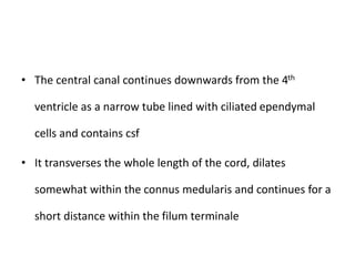 • The central canal continues downwards from the 4th
ventricle as a narrow tube lined with ciliated ependymal
cells and contains csf
• It transverses the whole length of the cord, dilates
somewhat within the connus medularis and continues for a
short distance within the filum terminale
 