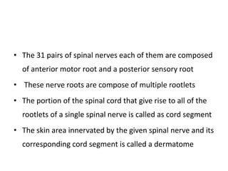 • The 31 pairs of spinal nerves each of them are composed
of anterior motor root and a posterior sensory root
• These nerve roots are compose of multiple rootlets
• The portion of the spinal cord that give rise to all of the
rootlets of a single spinal nerve is called as cord segment
• The skin area innervated by the given spinal nerve and its
corresponding cord segment is called a dermatome
 