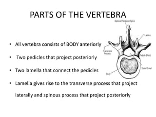 PARTS OF THE VERTEBRA
• All vertebra consists of BODY anteriorly
• Two pedicles that project posteriorly
• Two lamella that connect the pedicles
• Lamella gives rise to the transverse process that project
laterally and spinous process that project posteriorly
 