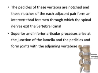 `• The pedicles of these vertebra are notched and
these notches of the each adjacent pair form an
intervertebral foramen through which the spinal
nerves exit the vertebral canal
• Superior and inferior articular processes arise at
the junction of the lamella and the pedicles and
form joints with the adjoining vertebrae
 