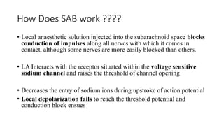 How Does SAB work ????
• Local anaesthetic solution injected into the subarachnoid space blocks
conduction of impulses along all nerves with which it comes in
contact, although some nerves are more easily blocked than others.
• LA Interacts with the receptor situated within the voltage sensitive
sodium channel and raises the threshold of channel opening
• Decreases the entry of sodium ions during upstroke of action potential
• Local depolarization fails to reach the threshold potential and
conduction block ensues
 