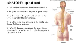 ANATOMY- spinal cord
# Continuation of Medulla Oblangata and extends to
L2
# The spinal cord consists of 31 pairs of spinal nerves
# In the newborn the spinal cord terminates in the
lower border of 3rd lumbar vertebrae.
# In adults spinal cord terminates at the disc between
1st and 2nd lumbar vertebrae
# After L1 the nerve roots course for some distance
before exiting the intervertebral formina forming cauda
equina (horse tail)
 