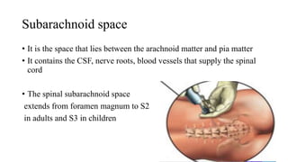 Subarachnoid space
• It is the space that lies between the arachnoid matter and pia matter
• It contains the CSF, nerve roots, blood vessels that supply the spinal
cord
• The spinal subarachnoid space
extends from foramen magnum to S2
in adults and S3 in children
 