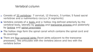 Vertebral column
▶ Consists of 33 vertebrae: 7 cervical, 12 thoracic, 5 lumbar, 5 fused sacral
vertebrae and a rudimentary coccyx (4 segments)
▶ Vertebra consists of a body and a hollow ring defined anteriorly by the
vertebral body, laterally by pedicles and transverse process and posteriorly
by lamina and spinal processes
▶ The hollow rings form the spinal canal which contains the spinal cord and
its coverings
▶ There are four synovial joints (facet joints adjacent to the transverse
processes). Two articulate with the vertebra above and two with the
vertebra below
 