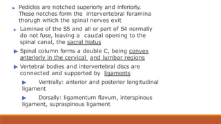 ▶ Pedicles are notched superiorly and inferiorly.
These notches form the intervertebral foramina
thorugh which the spinal nerves exit
▶ Laminae of the S5 and all or part of S4 normally
do not fuse, leaving a caudal opening to the
spinal canal, the sacral hiatus
▶ Spinal column forms a double C, being convex
anteriorly in the cervical and lumbar regions
▶ Vertebral bodies and intervertebral discs are
connected and supported by ligaments
▶ Ventrally: anterior and posterior longitudinal
ligament
▶ Dorsally: ligamentum flavum, interspinous
ligament, supraspinous ligament
 