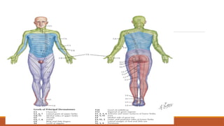 dermatomes
 