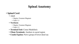 Spinal Anatomy
• Spinal Cord
• Adult
• Begins: Foramen Magnum
• Ends: L1
• Newborn
• Begins: Foramen Magnum
• Ends: L3
• Terminal End: Conus Medullaris
• Filum Terminale: Anchors in sacral region
• Cauda Equina: Nerve group of lower dural sac
 