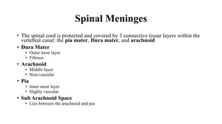 Spinal Meninges
• The spinal cord is protected and covered by 3 connective tissue layers within the
vertebral canal: the pia mater, Dura mater, and arachnoid
• Dura Mater
• Outer most layer
• Fibrous
• Arachnoid
• Middle layer
• Non-vascular
• Pia
• Inner most layer
• Highly vascular
• Sub Arachnoid Space
• Lies between the arachnoid and pia
 