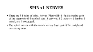 SPINAL NERVES
• There are 3 1 pairs of spinal nerves (Figure III- 1 -7) attached to each
of the segments of the spinal cord: 8 cervical, 1 2 thoracic, 5 lumbar, 5
sacral, and 1 coccygeal.
• The spinal nerves with the cranial nerves form part of the peripheral
nervous system.
 