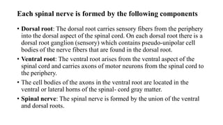Each spinal nerve is formed by the following components
• Dorsal root: The dorsal root carries sensory fibers from the periphery
into the dorsal aspect of the spinal cord. On each dorsal root there is a
dorsal root ganglion (sensory) which contains pseudo-unipolar cell
bodies of the nerve fibers that are found in the dorsal root.
• Ventral root: The ventral root arises from the ventral aspect of the
spinal cord and carries axons of motor neurons from the spinal cord to
the periphery.
• The cell bodies of the axons in the ventral root are located in the
ventral or lateral horns of the spinal- cord gray matter.
• Spinal nerve: The spinal nerve is formed by the union of the ventral
and dorsal roots.
 