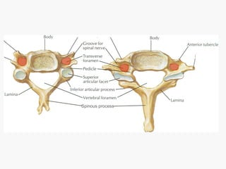 Spine Process Spinal anatomy final | PPT